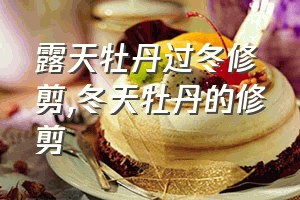 露天牡丹过冬修剪（冬天牡丹的修剪）