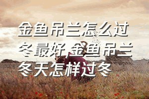 金鱼吊兰怎么过冬最好（金鱼吊兰冬天怎样过冬）