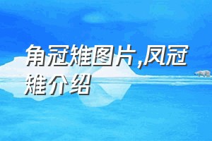 角冠雉图片（凤冠雉介绍）