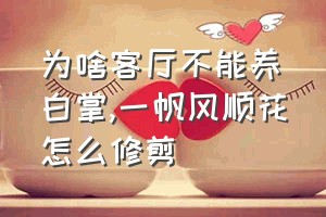 为啥客厅不能养白掌（一帆风顺花怎么修剪）