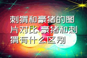 刺猬和豪猪的图片对比（豪猪和刺猬有什么区别）