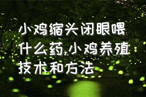 小鸡缩头闭眼喂什么药（小鸡养殖技术和方法）