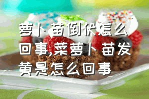 萝卜苗倒伏怎么回事（菜萝卜苗发黄是怎么回事）