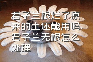 君子兰根烂了原来的土还能用吗（君子兰无根怎么处理）