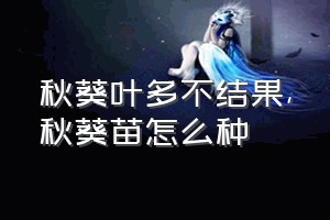 秋葵叶多不结果（秋葵苗怎么种）