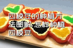 四棱豆的种植方法图解（怎样种植四棱豆）