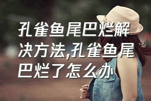 孔雀鱼尾巴烂解决方法（孔雀鱼尾巴烂了怎么办）