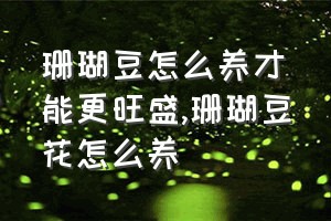 珊瑚豆怎么养才能更旺盛（珊瑚豆花怎么养）