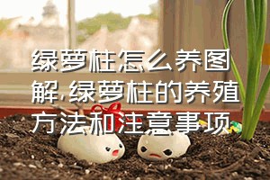 绿萝柱怎么养图解（绿萝柱的养殖方法和注意事项）