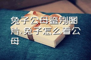 兔子公母鉴别图片（兔子怎么看公母）