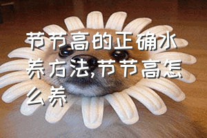 节节高的正确水养方法（节节高怎么养）