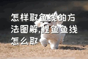 怎样取鱼线的方法图解（鲤鱼鱼线怎么取）