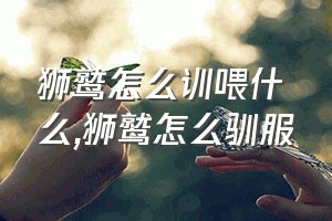 狮鹫怎么训喂什么（狮鹫怎么驯服）