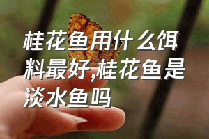 桂花鱼用什么饵料最好（桂花鱼是淡水鱼吗）