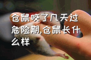 仓鼠咬了几天过危险期（仓鼠长什么样）