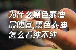 为什么黑色泰迪最便宜（黑色泰迪怎么看纯不纯）