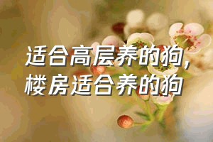 适合高层养的狗（楼房适合养的狗）