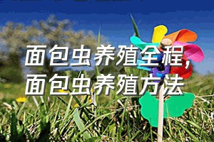 面包虫养殖全程（面包虫养殖方法）