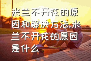 米兰不开花的原因和解决方法（米兰不开花的原因是什么）