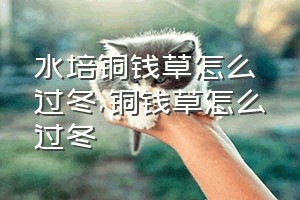 水培铜钱草怎么过冬（铜钱草怎么过冬）