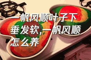 一帆风顺叶子下垂发软（一帆风顺怎么养）