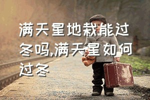 满天星地栽能过冬吗（满天星如何过冬）