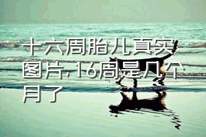 十六周胎儿真实图片（16周是几个月了）