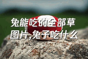 兔能吃的全部草图片（兔子吃什么）