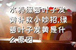 水养绿萝叶子发黄补救小妙招（绿萝叶子发黄是什么原因）