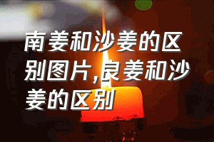 南姜和沙姜的区别图片（良姜和沙姜的区别）