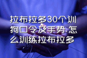 拉布拉多30个训狗口令及手势（怎么训练拉布拉多）