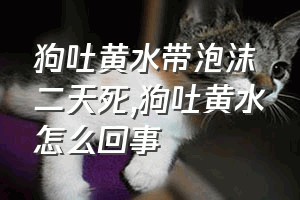 狗吐黄水带泡沫二天死（狗吐黄水怎么回事）