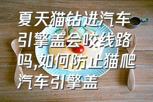 夏天猫钻进汽车引擎盖会咬线路吗（如何防止猫爬汽车引擎盖）