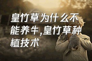 皇竹草为什么不能养牛（皇竹草种植技术）