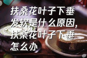 扶桑花叶子下垂发软是什么原因（扶桑花叶子下垂怎么办）