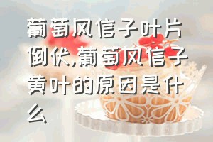 葡萄风信子叶片倒伏（葡萄风信子黄叶的原因是什么）