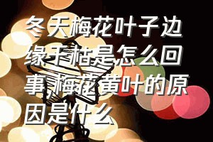 冬天梅花叶子边缘干枯是怎么回事（梅花黄叶的原因是什么）