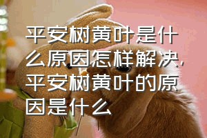 平安树黄叶是什么原因怎样解决（平安树黄叶的原因是什么）