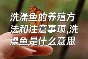 洗澡鱼的养殖方法和注意事项（洗澡鱼是什么意思）