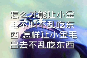 怎么才能让小金毛不叫不乱吃东西（怎样让小金毛出去不乱吃东西）