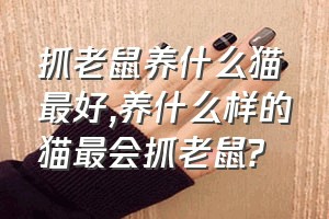 抓老鼠养什么猫最好（养什么样的猫最会抓老鼠?）